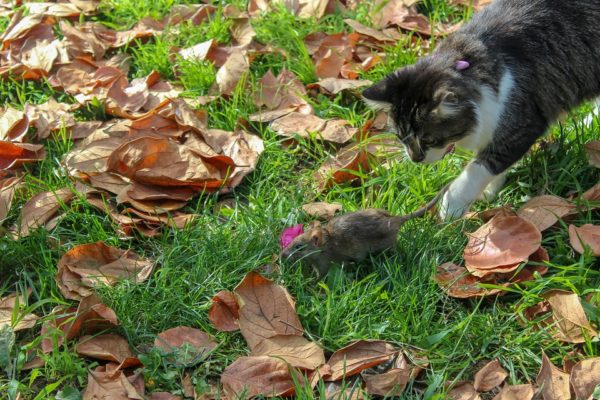 Warum bringen Katzen tote Tiere nach Hause?