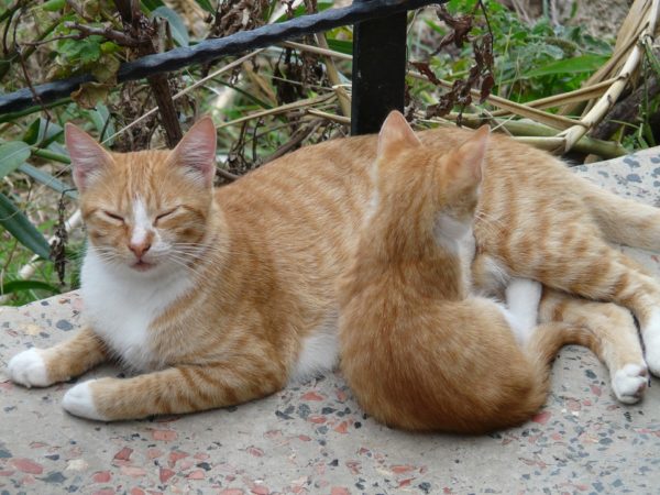 Warum bringen Katzen tote Tiere nach Hause?