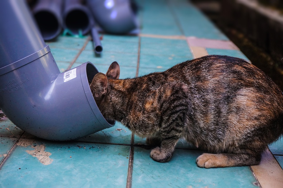 Dehydrierung bei Katzen