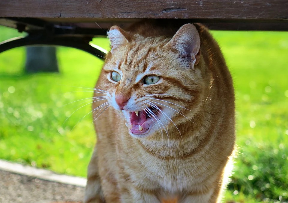 #Warum haben Katzen Angst vor Gurken