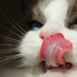 Warum haben Katzen raue Zungen