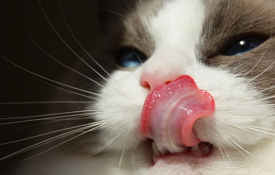 Warum haben Katzen raue Zungen