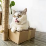 warum sitzen Katzen gerne in Kartons