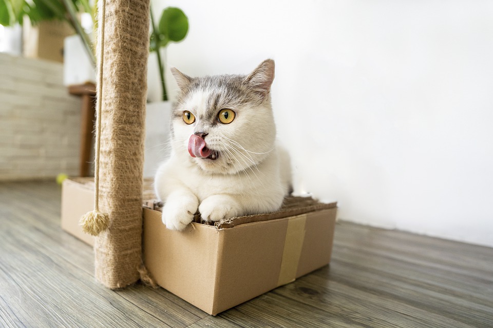 warum sitzen Katzen gerne in Kartons